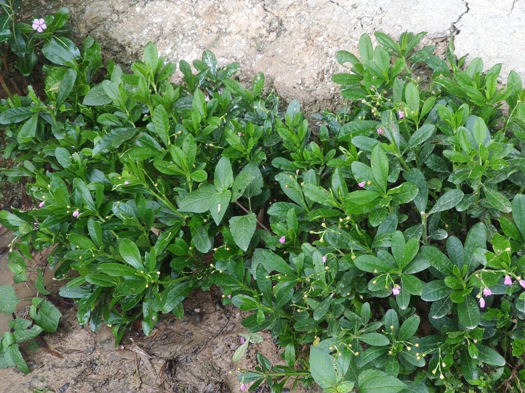 Rangkungan sayur segar siap disimpan agar awet seminggu
