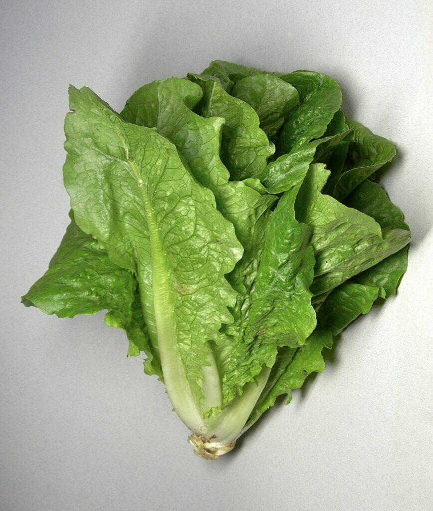 Selada Romaine