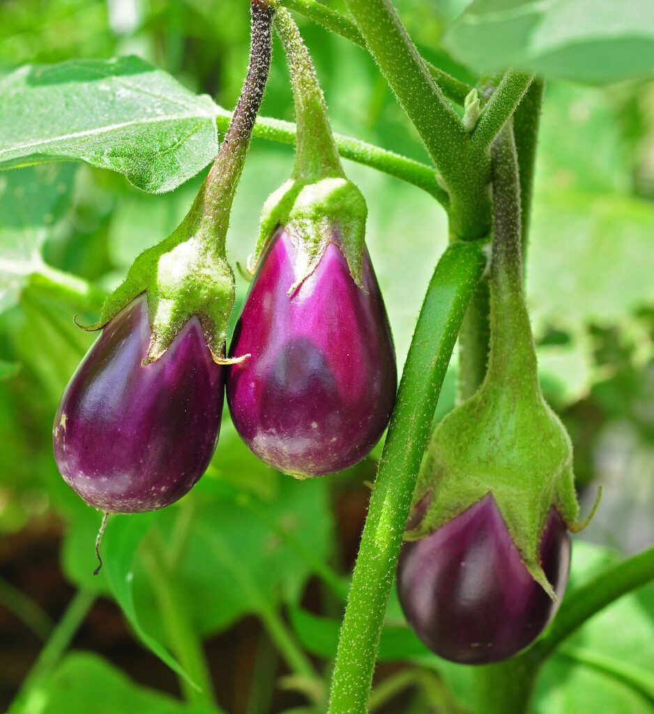 Terong Ungu